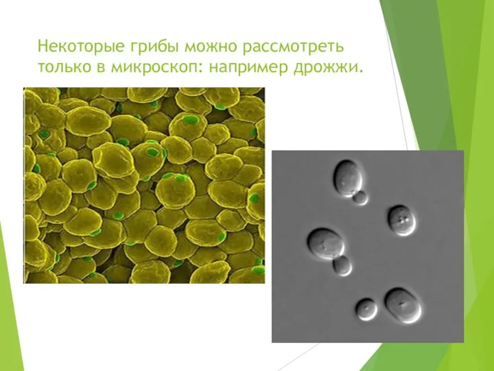 Некоторые грибы можно рассмотреть только в микроскоп: например дрожжи.