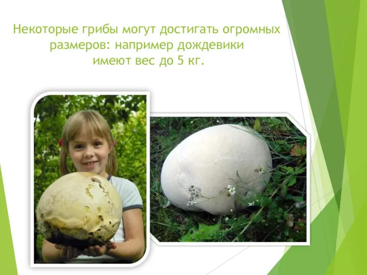 Некоторые грибы могут достигать огромных размеров: например дождевики имеют вес до 5 кг.