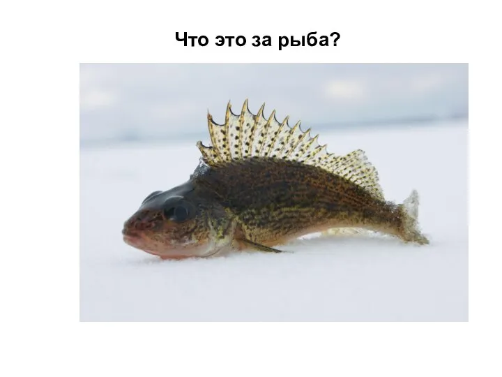 Что это за рыба?