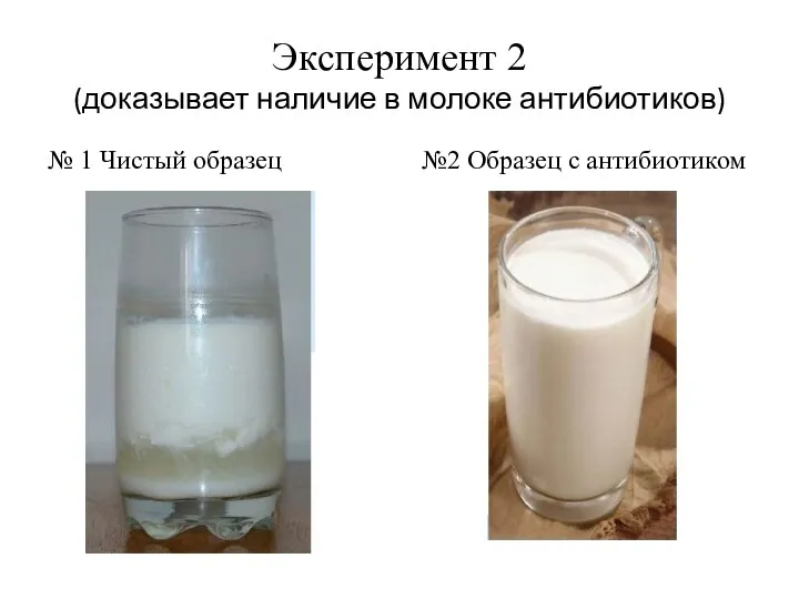 Эксперимент 2 (доказывает наличие в молоке антибиотиков) № 1 Чистый образец №2 Образец с антибиотиком