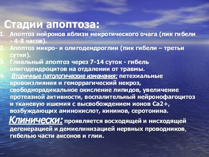 Стадии апоптоза: Апоптоз нейронов вблизи некротического очага (пик гибели - 4-8 часов).