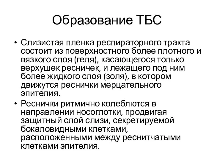 Образование ТБС Слизистая пленка респираторного тракта состоит из поверхностного более плотного и