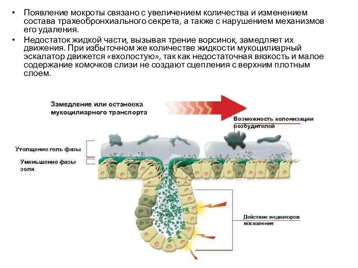 Появление мокроты связано с увеличением количества и изменением состава трахеобронхиального секрета, а
