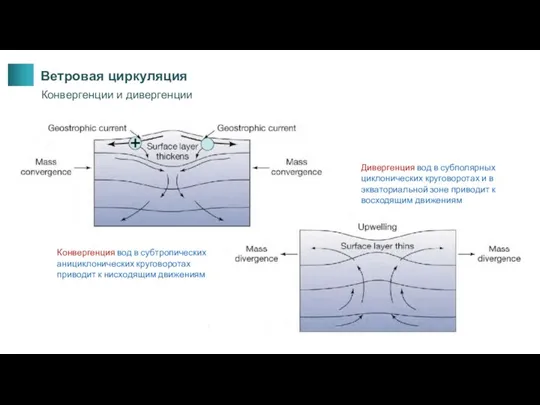 Конвергенция вод в субтропических анициклонических круговоротах приводит к нисходящим движениям Дивергенция вод