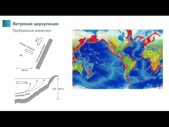 Ветровая циркуляция Прибрежный апвеллинг