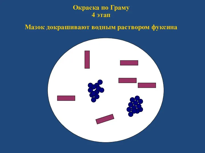 Окраска по Граму 4 этап Мазок докрашивают водным раствором фуксина