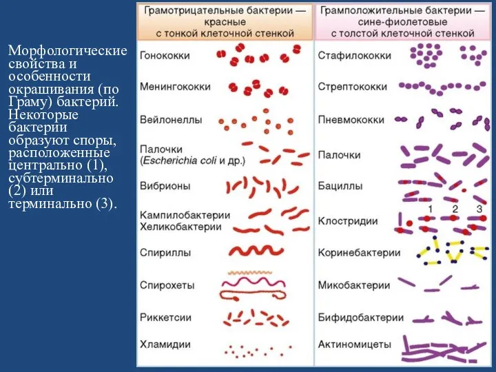 Морфологические свойства и особенности окрашивания (по Граму) бактерий. Некоторые бактерии образуют споры,