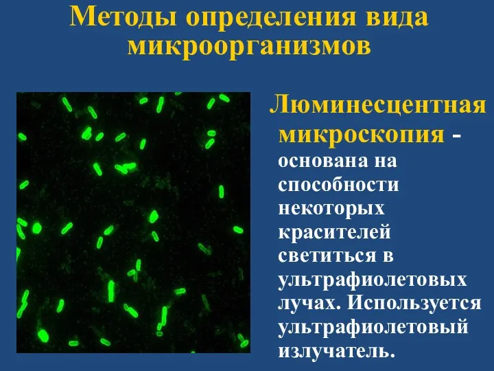 Методы определения вида микроорганизмов Люминесцентная микроскопия - основана на способности некоторых красителей