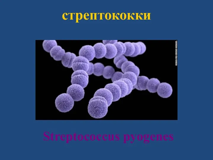 стрептококки Streptococcus pyogenes