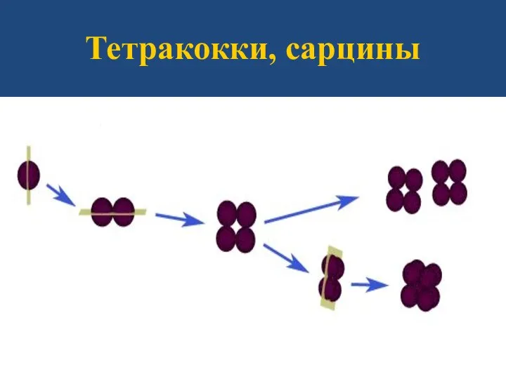 Тетракокки, сарцины