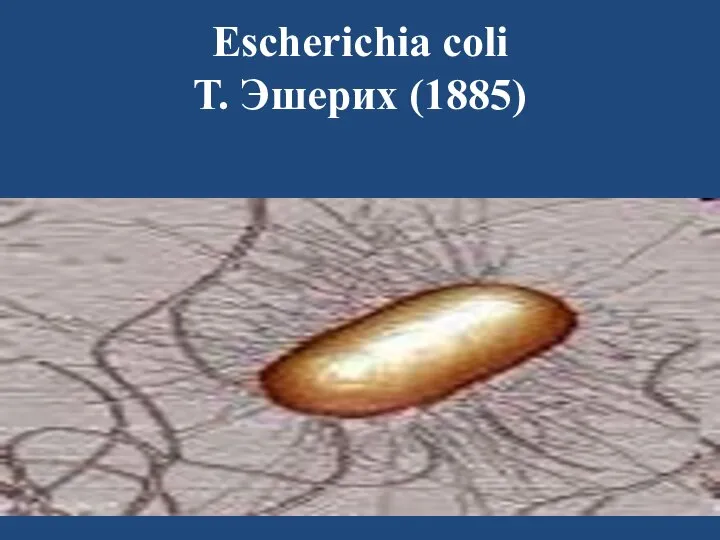 Escherichia coli Т. Эшерих (1885)