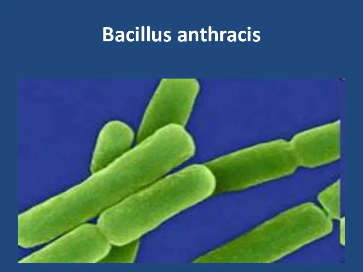 Bacillus anthracis