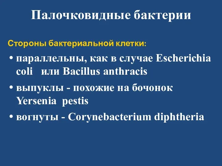 Палочковидные бактерии Стороны бактериальной клетки: параллельны, как в случае Escherichia coli или