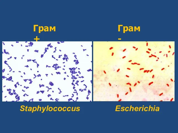 Грам + Грам - Staphylococcus Escherichia