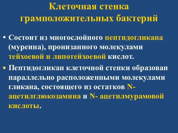 Клеточная стенка грамположительных бактерий Состоит из многослойного пептидогликана (муреина), пронизанного молекулами тейхоевой