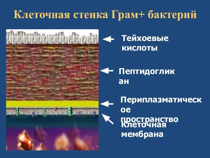 Клеточная стенка Грам+ бактерий