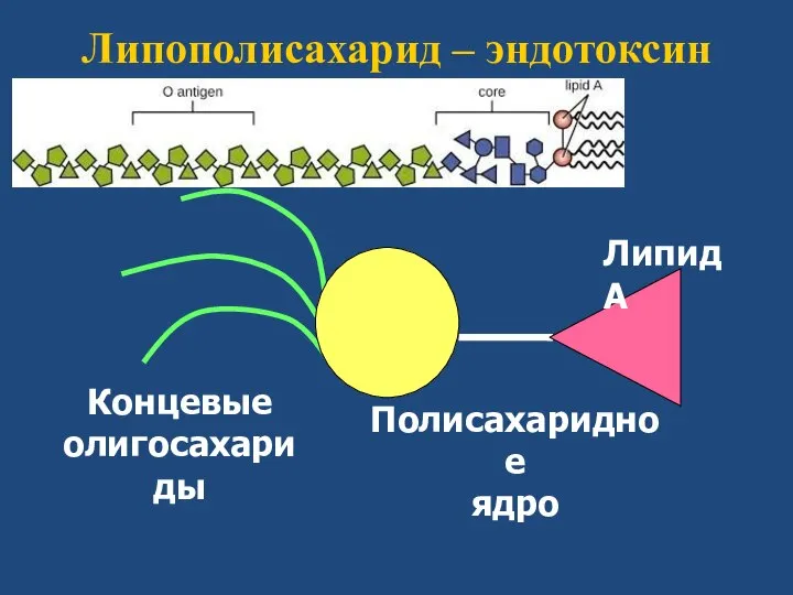 Липополисахарид – эндотоксин Липид А Полисахаридное ядро Концевые олигосахариды