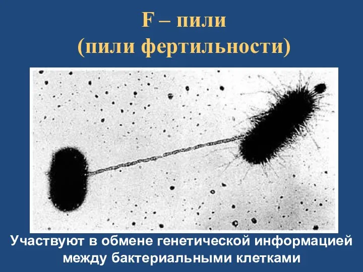F – пили (пили фертильности) Участвуют в обмене генетической информацией между бактериальными клетками