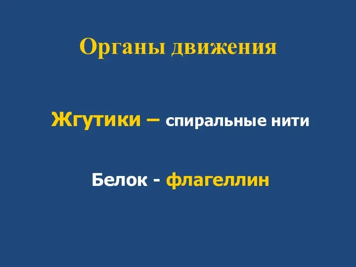 Органы движения Жгутики – спиральные нити Белок - флагеллин