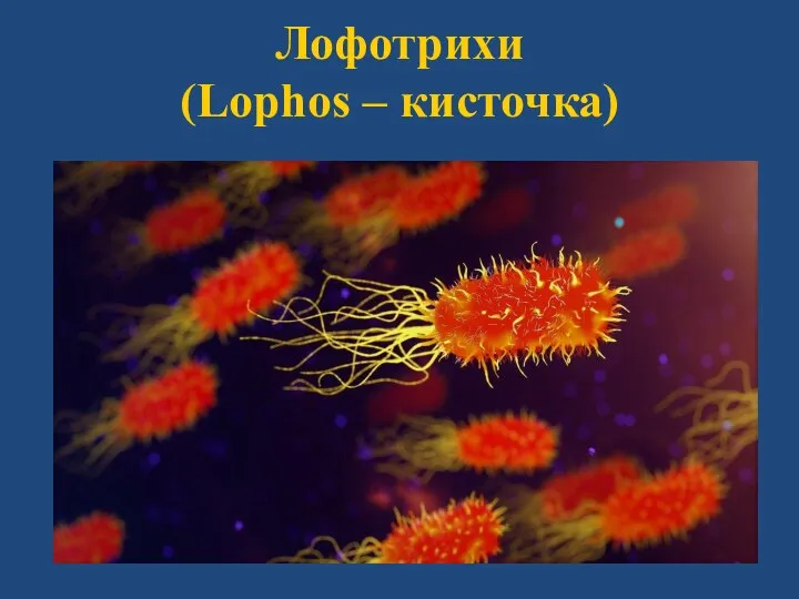 Лофотрихи (Lophos – кисточка)