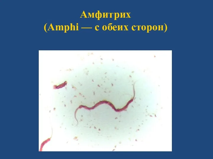 Амфитрих (Аmphi — с обеих сторон)