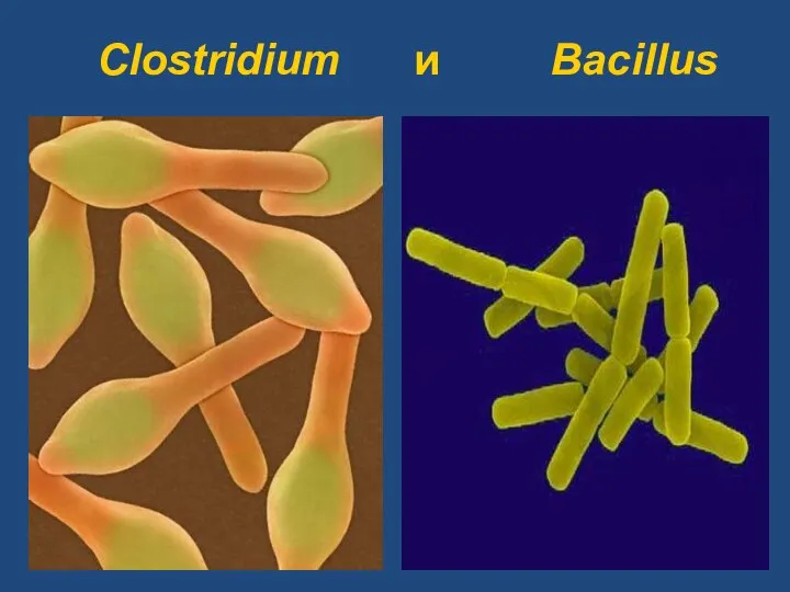 Clostridium и Bacillus