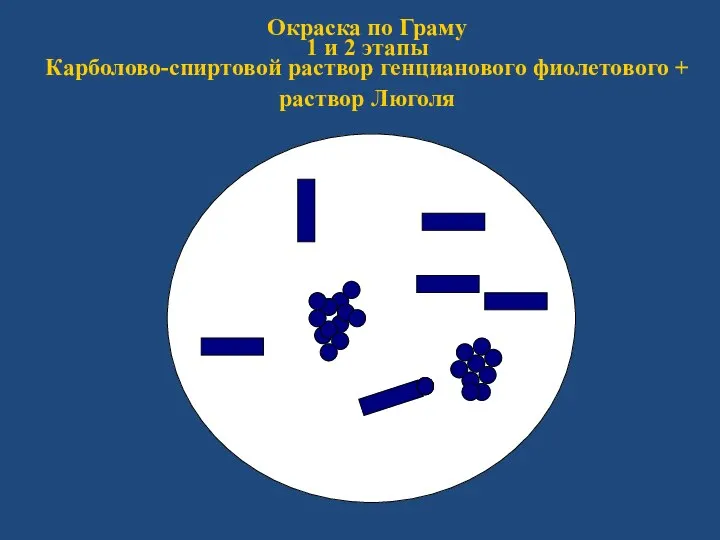 Окраска по Граму 1 и 2 этапы Карболово-спиртовой раствор генцианового фиолетового + раствор Люголя