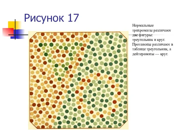 Рисунок 17 Нормальные трихроматы различают две фигуры: треугольник и круг. Протанопы различают