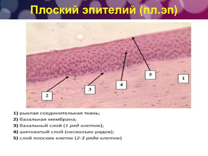 Плоский эпителий (пл.эп)