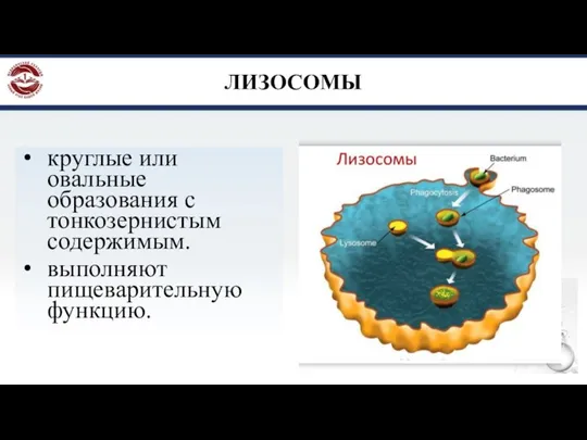 ЛИЗОСОМЫ круглые или овальные образования с тонкозернистым содержимым. выполняют пищеварительную функцию.