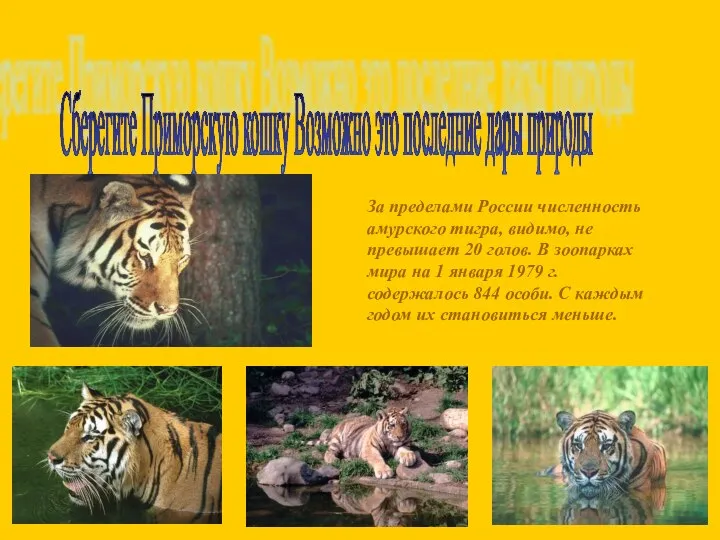 За пределами России численность амурского тигра, видимо, не превышает 20 голов. В