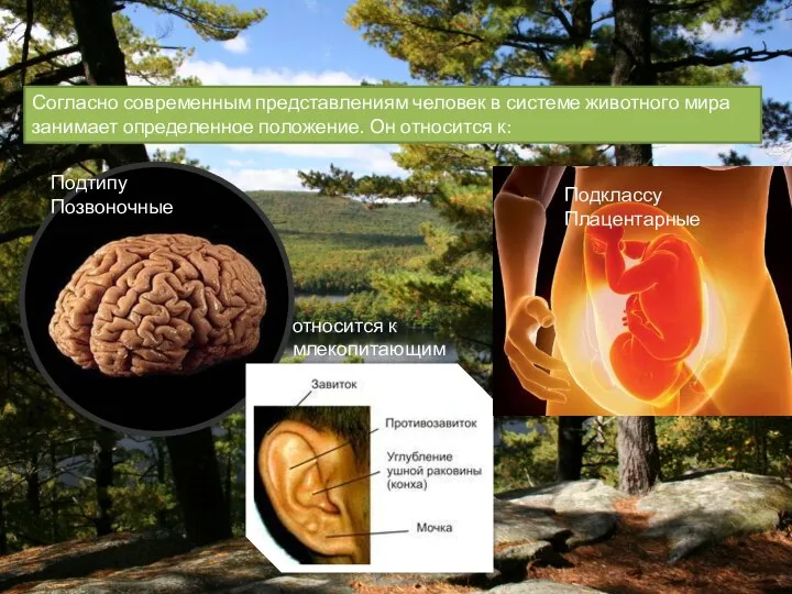 Согласно современным представлениям человек в системе животного мира занимает определенное положение. Он