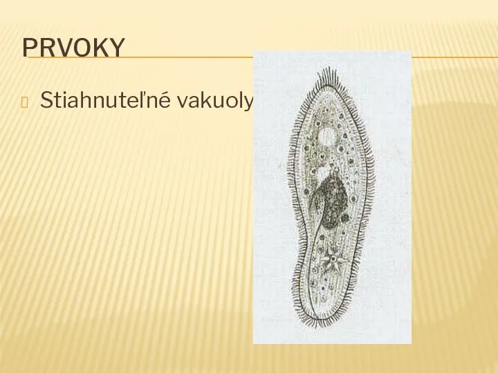 PRVOKY Stiahnuteľné vakuoly