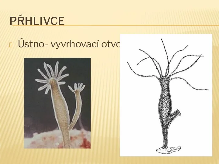 PŔHLIVCE Ústno- vyvrhovací otvor