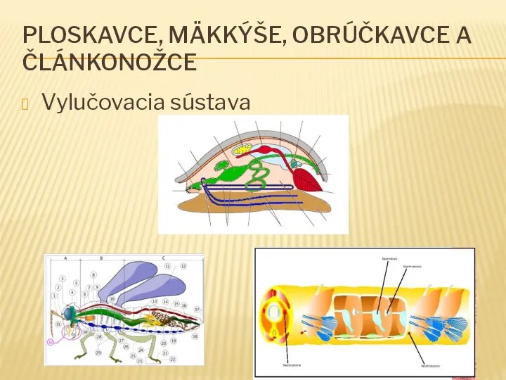 PLOSKAVCE, MÄKKÝŠE, OBRÚČKAVCE A ČLÁNKONOŽCE Vylučovacia sústava