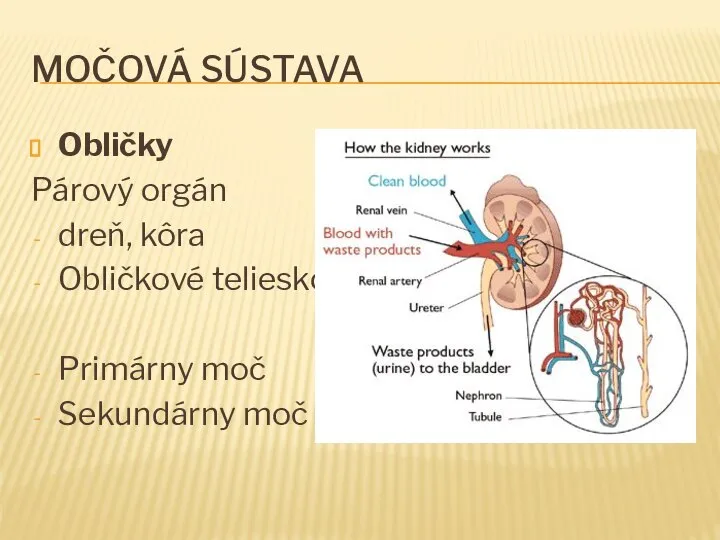 MOČOVÁ SÚSTAVA Obličky Párový orgán dreň, kôra Obličkové teliesko Primárny moč Sekundárny moč