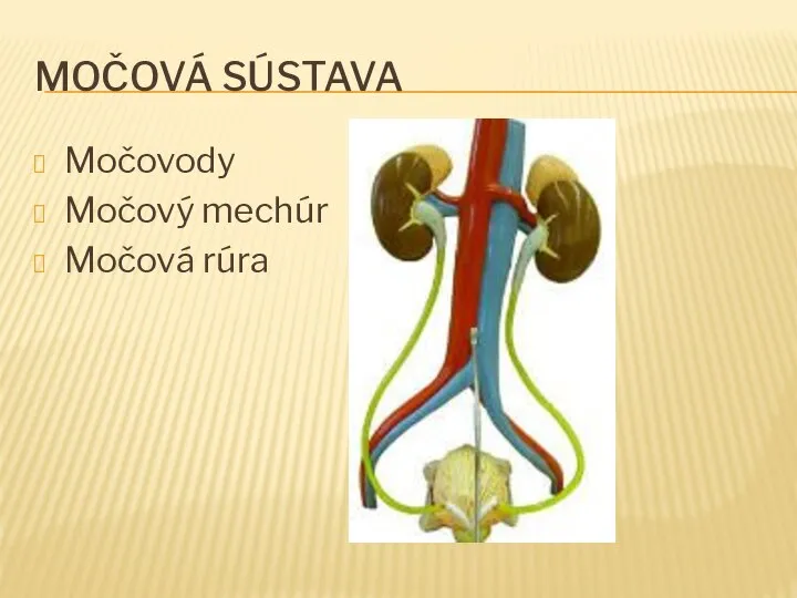 MOČOVÁ SÚSTAVA Močovody Močový mechúr Močová rúra