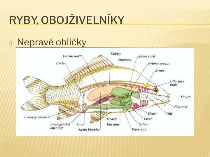 RYBY, OBOJŽIVELNÍKY Nepravé obličky