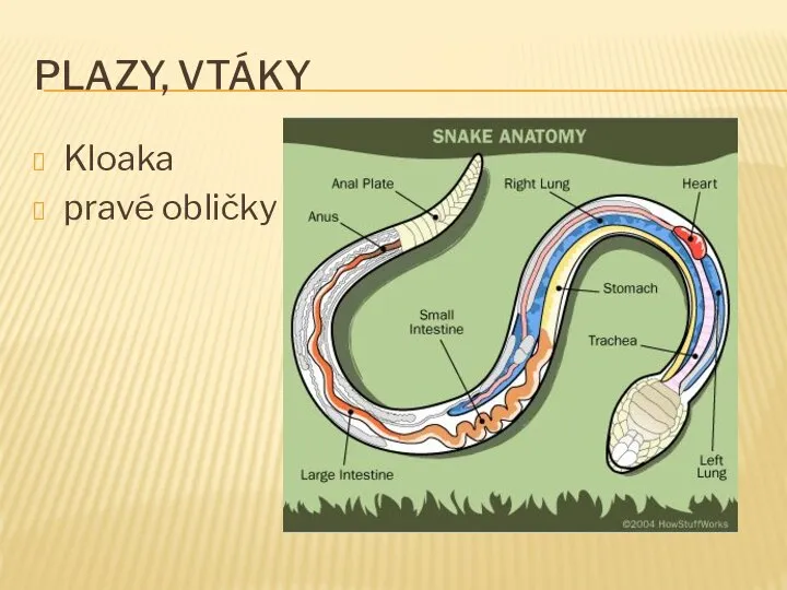 PLAZY, VTÁKY Kloaka pravé obličky