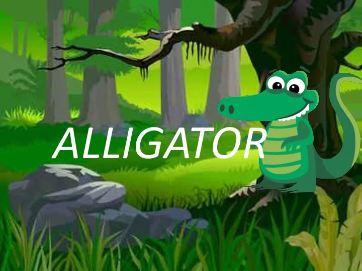 ALLIGATOR