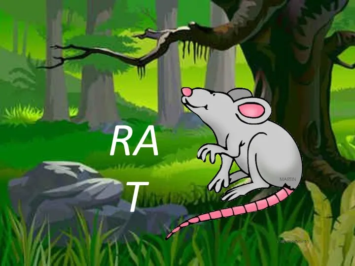 RAT