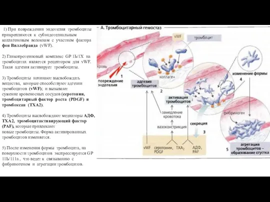 1) При повреждении эндотелия тромбо­циты прикрепляются к субэндотелиальным коллагеновым волокнам с участием