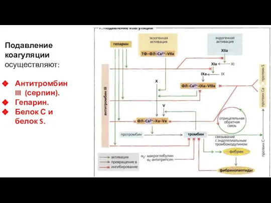 Подавление коагуляции осуществляют: Антитромбин III (серпин). Гепарин. Белок С и белок S.