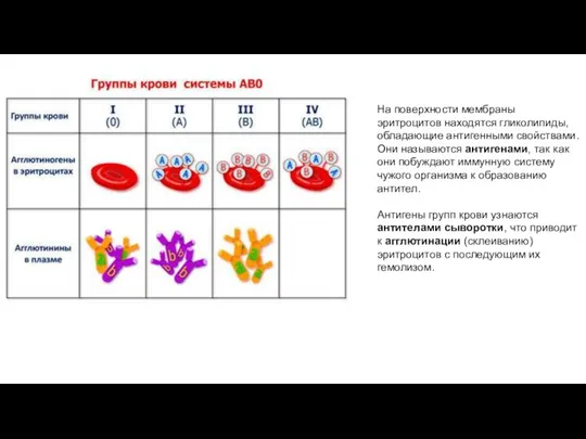 На поверхности мембраны эритроцитов находятся гликолипиды, обладающие антигенными свойствами. Они называются антигенами,