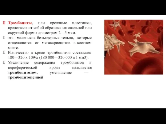 Тромбоциты, или кровяные пластинки, представляют собой образования овальной или округлой формы диаметром