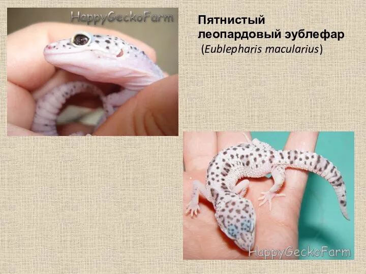 Пятнистый леопардовый эублефар (Eublepharis macularius)