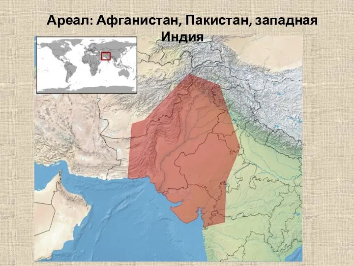 Ареал: Афганистан, Пакистан, западная Индия