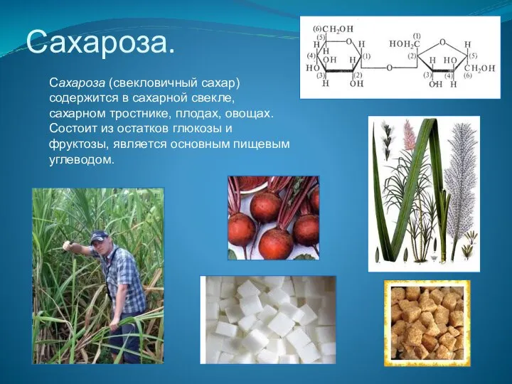 Сахароза. Сахароза (свекловичный сахар) содержится в сахарной свекле, сахарном тростнике, плодах, овощах.