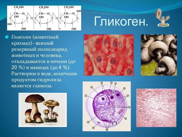 Гликоген. Гликоген (животный крахмал)- важный резервный полисахарид животных и человека, откладывается в