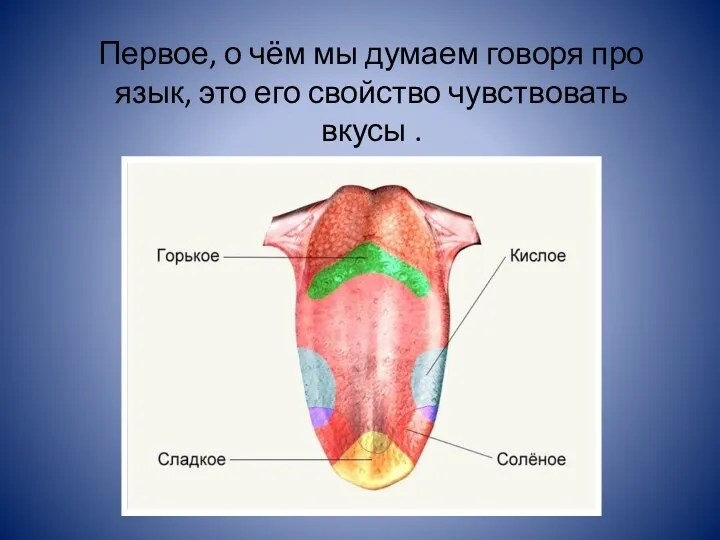 Первое, о чём мы думаем говоря про язык, это его свойство чувствовать вкусы .